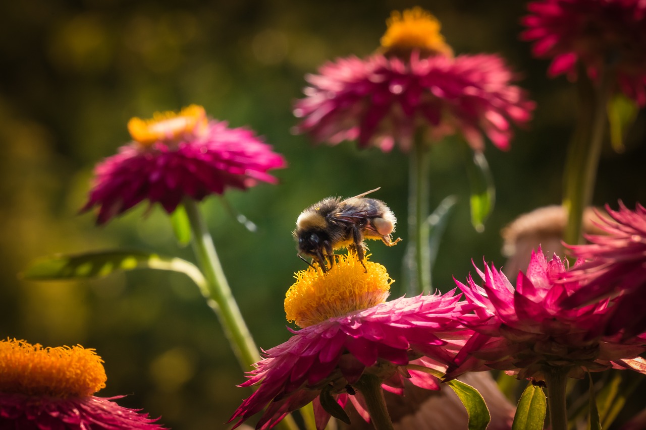 flower bee italicum free photo