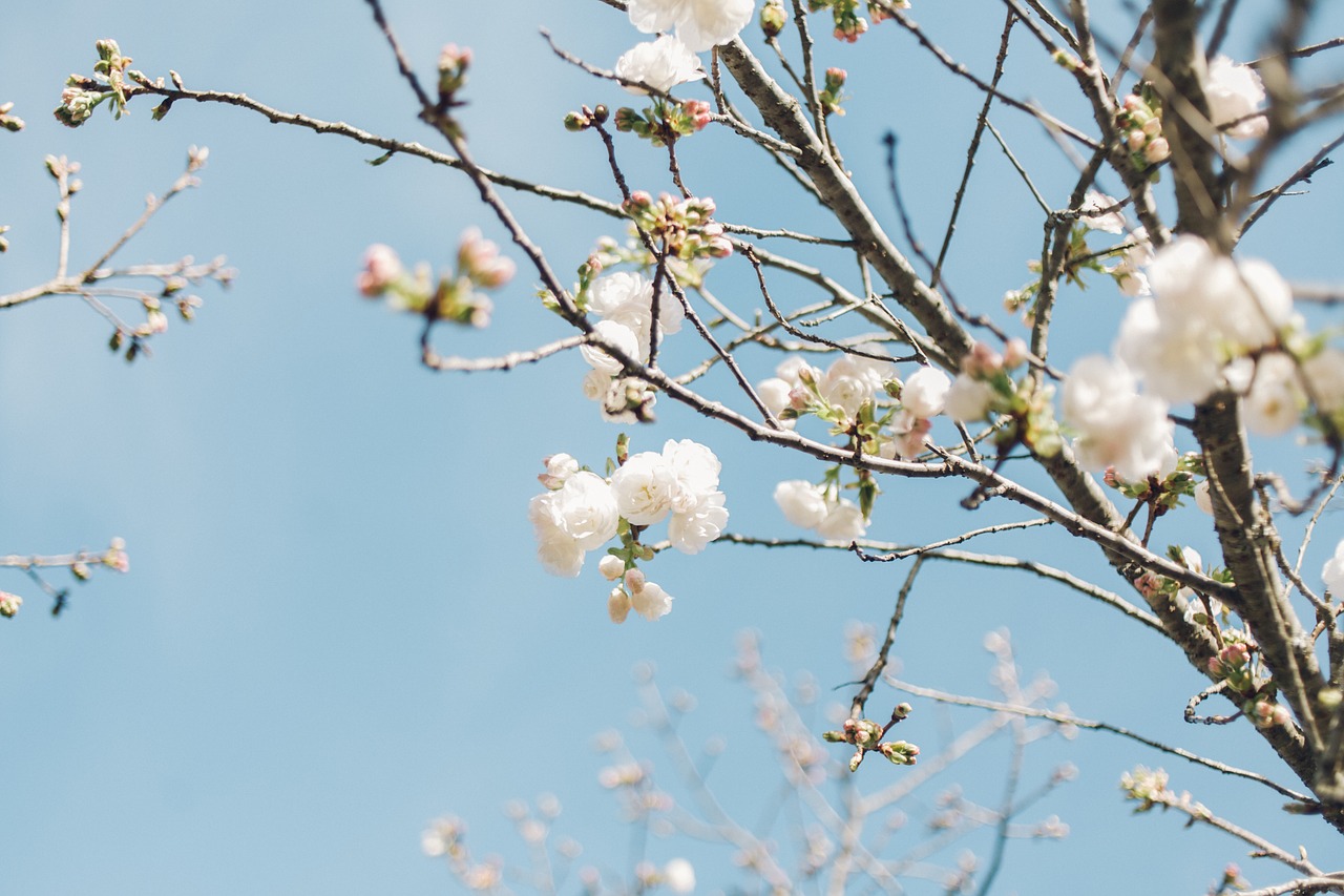 flower white petal free photo