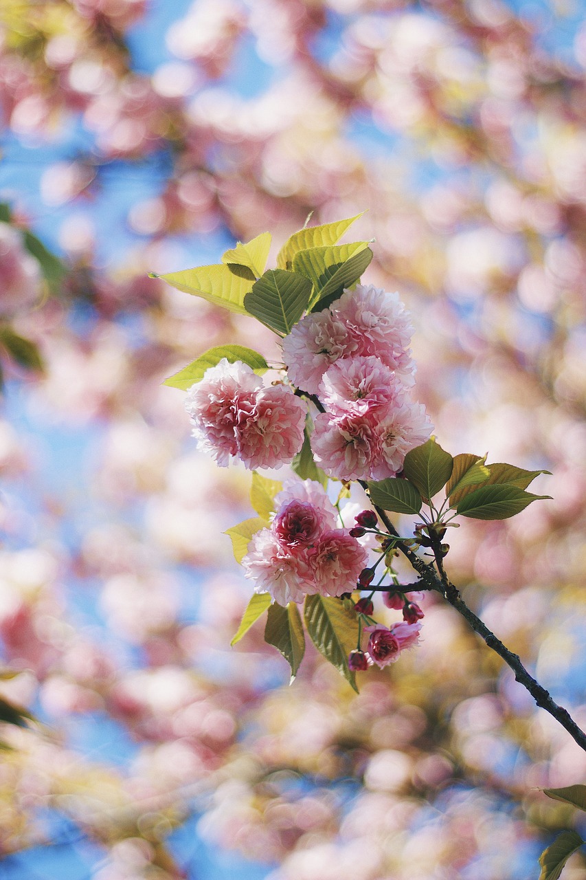 flower pink petal free photo