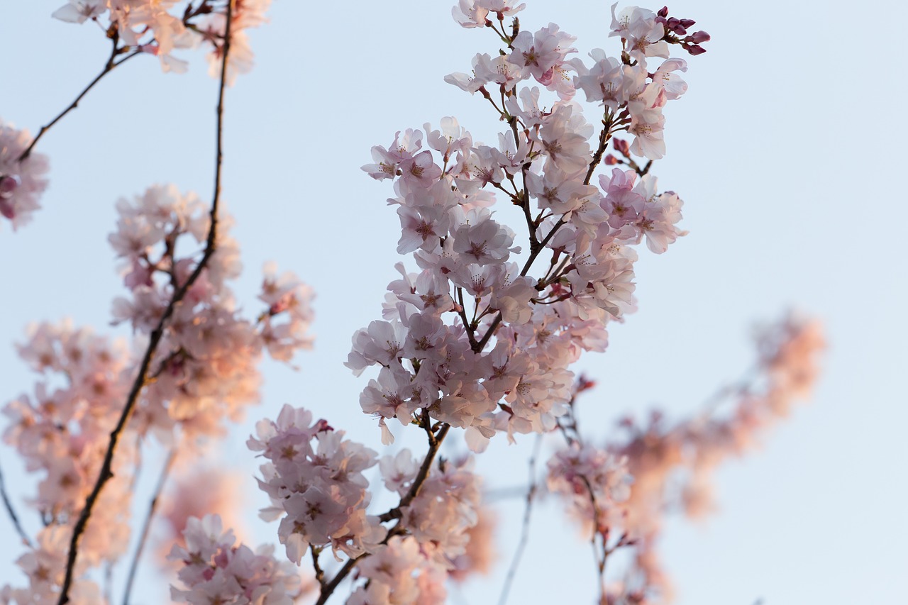 flower white petal free photo