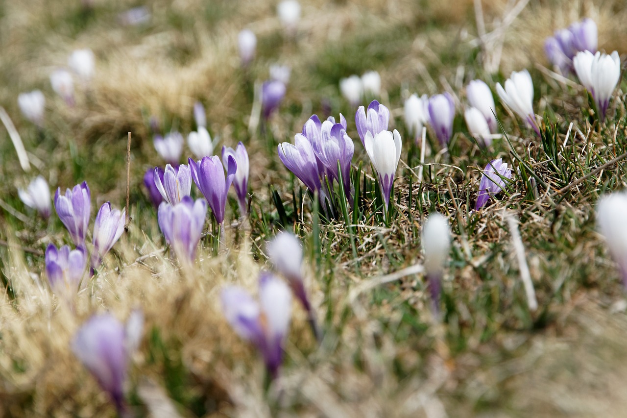 flower violet petal free photo