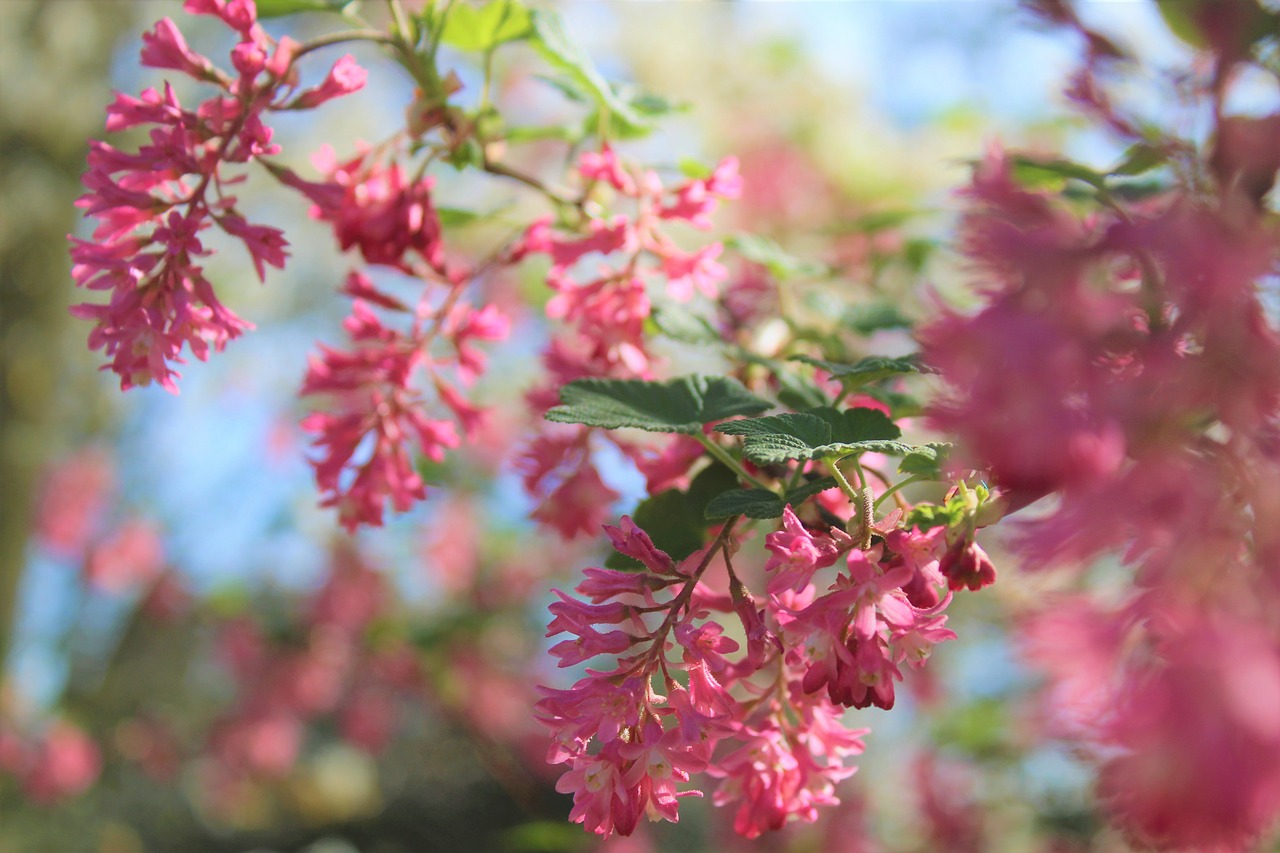 flower pink petal free photo