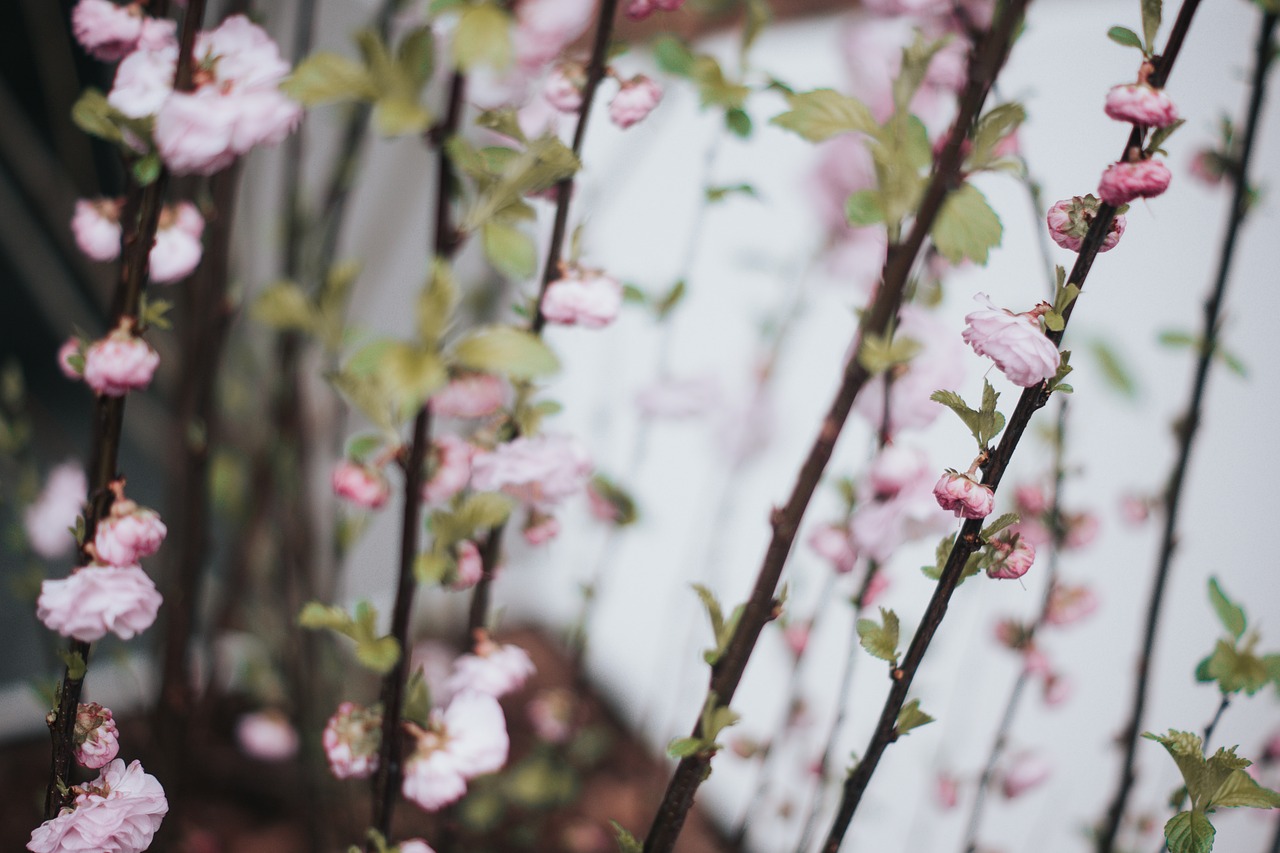 flower bloom petal free photo