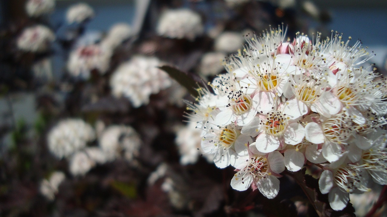 flower white bloom free photo