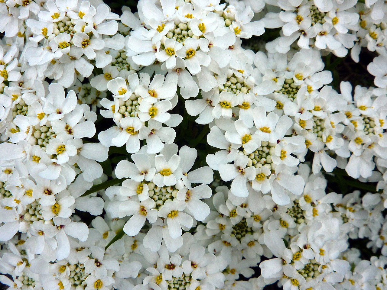 flower white blossom free photo