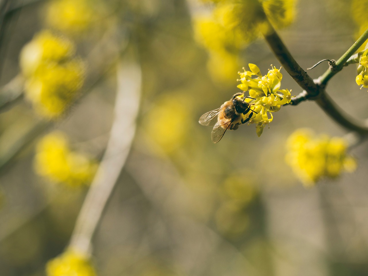 flower yellow petal free photo