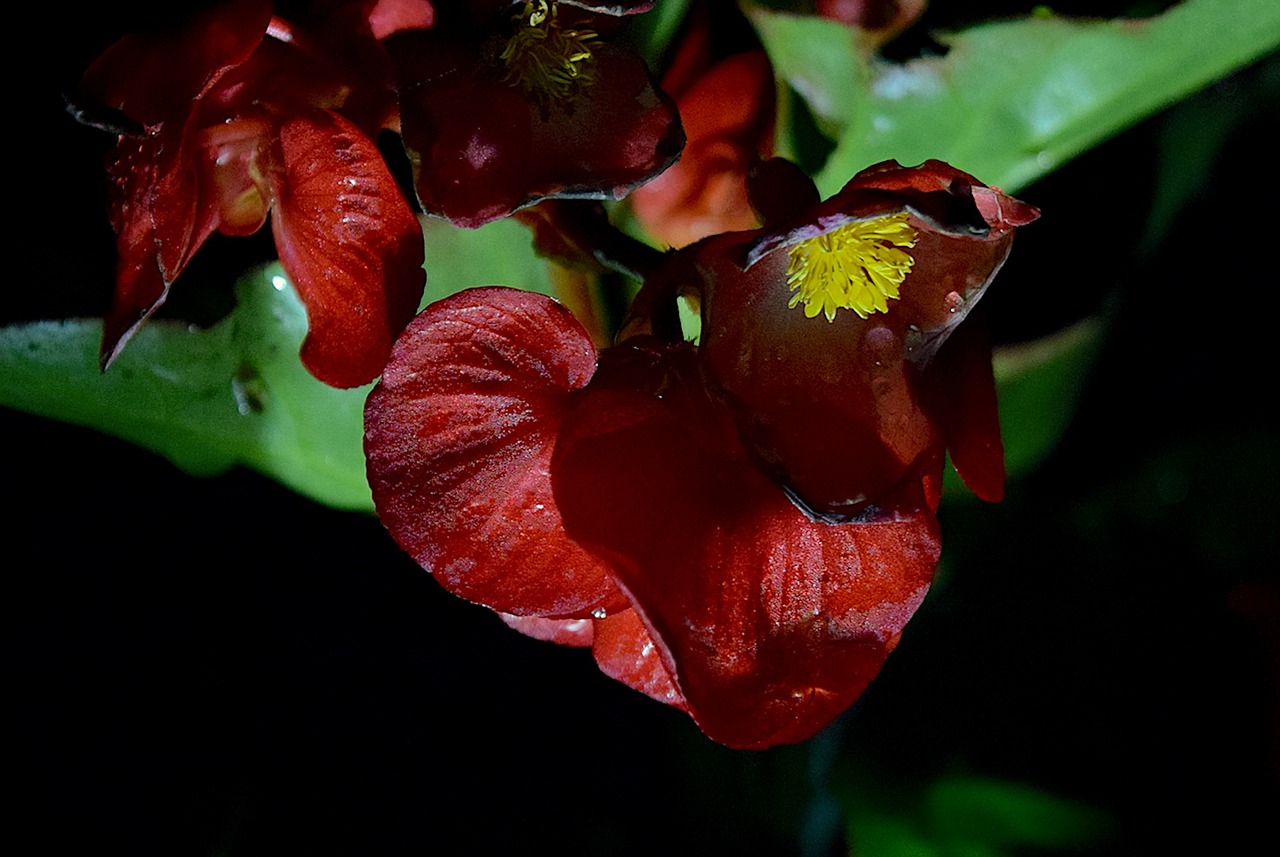 flower night rain free photo