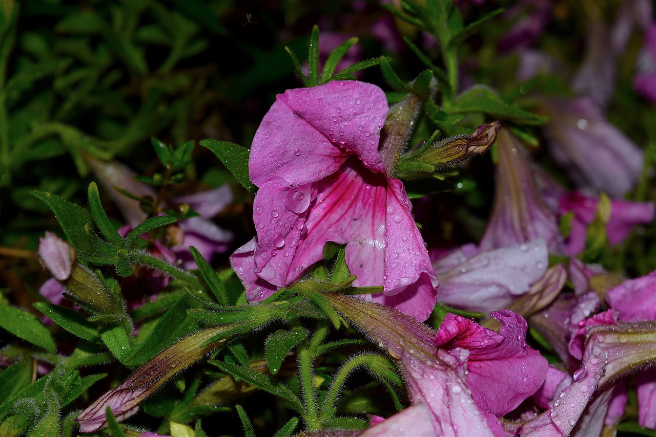 flower night rain free photo