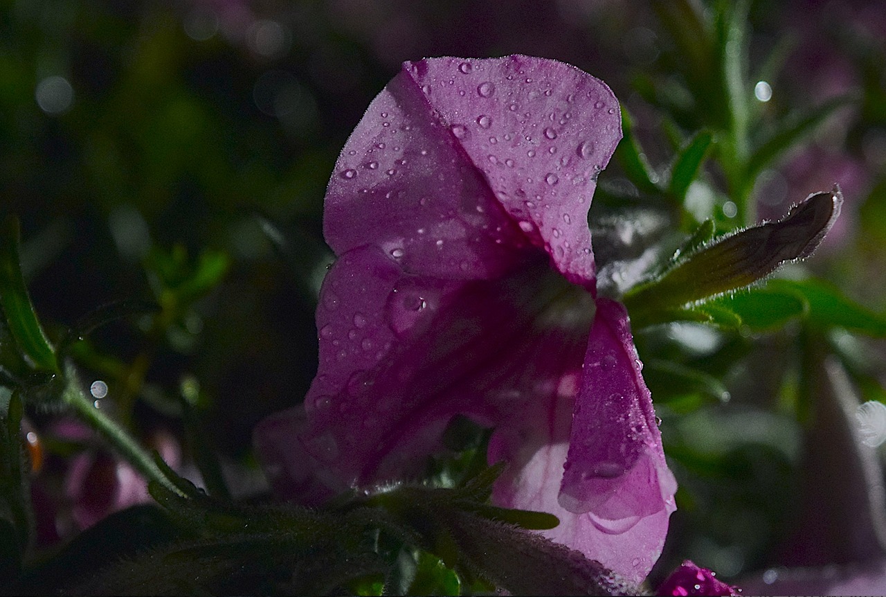 flower night rain free photo