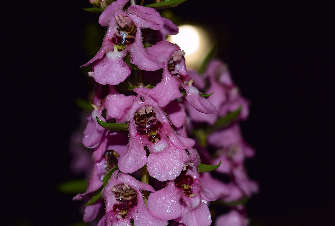 flower night rain free photo