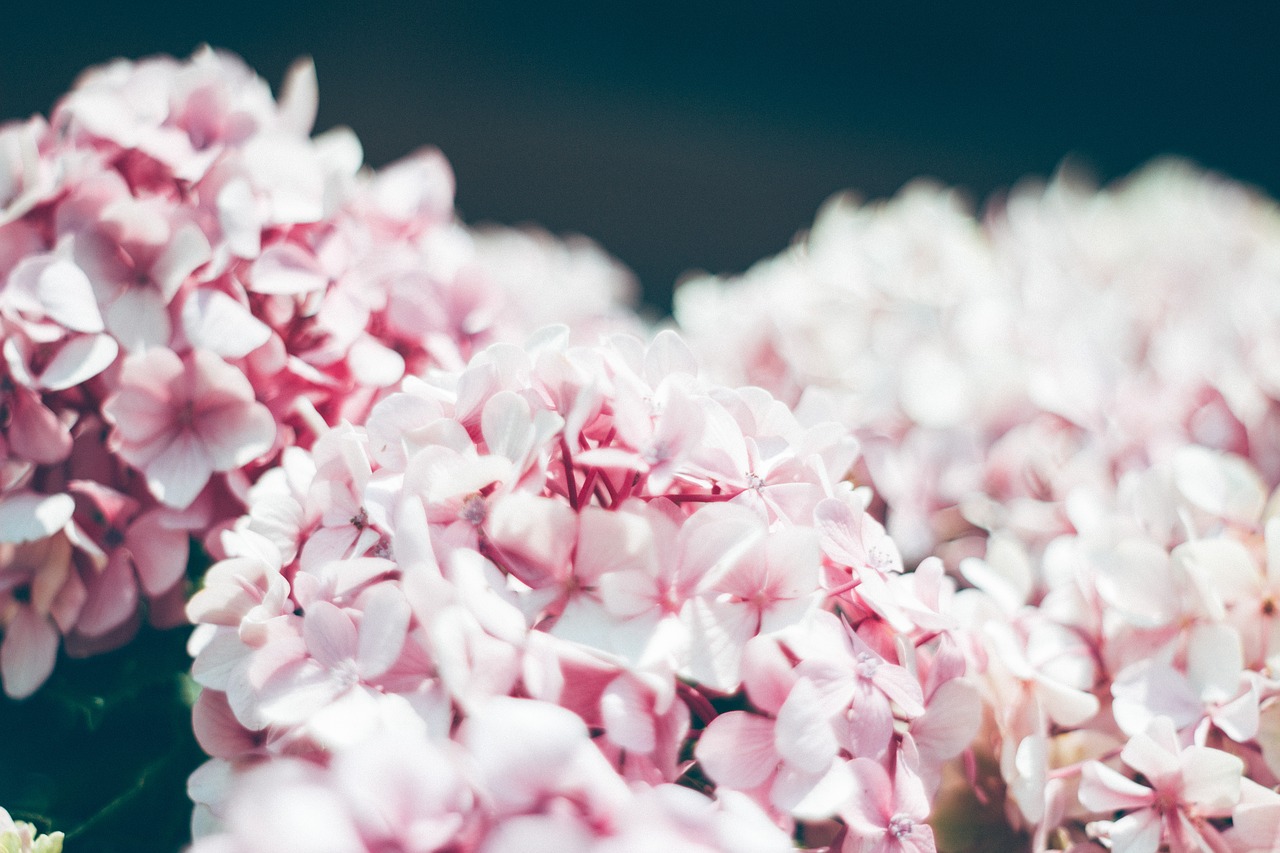 flower white petal free photo