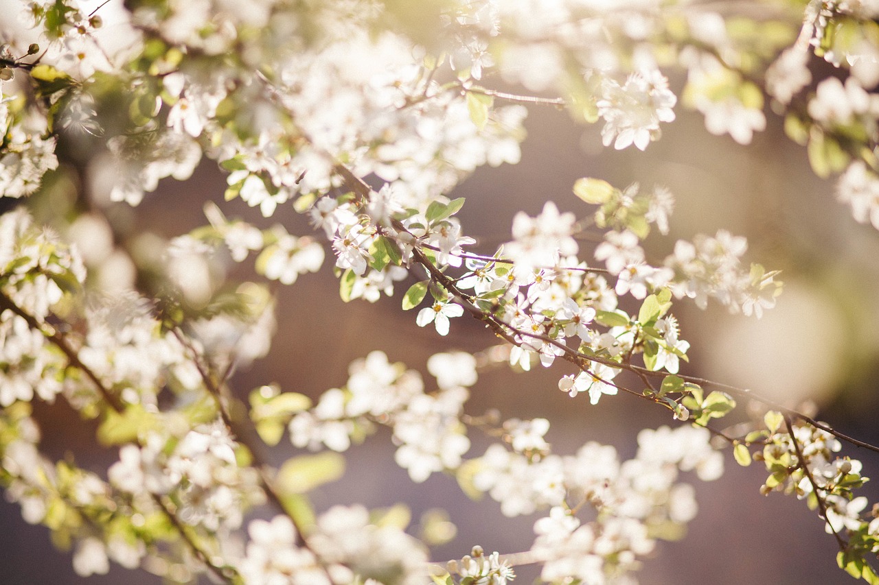 flower white petal free photo