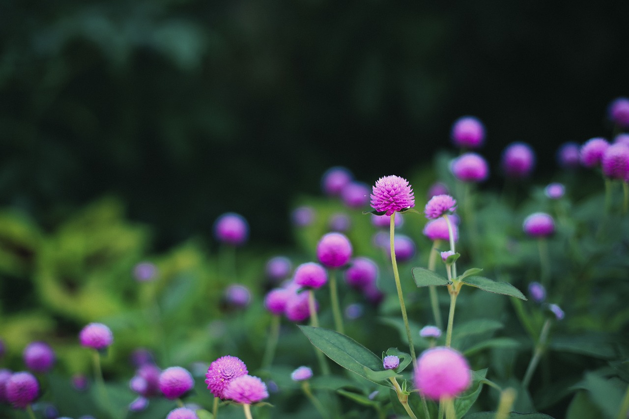 flower pink petal free photo