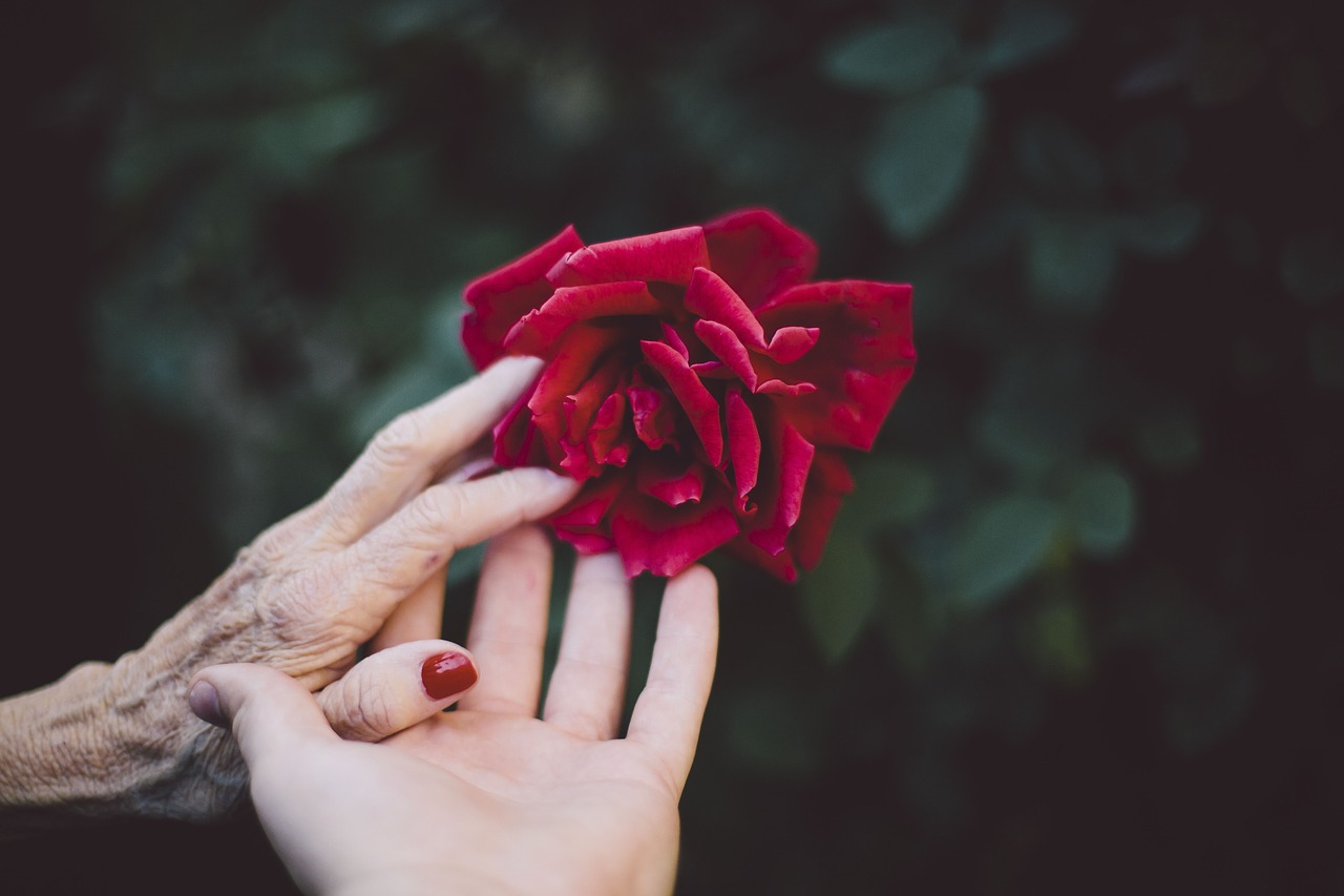 flower red petal free photo