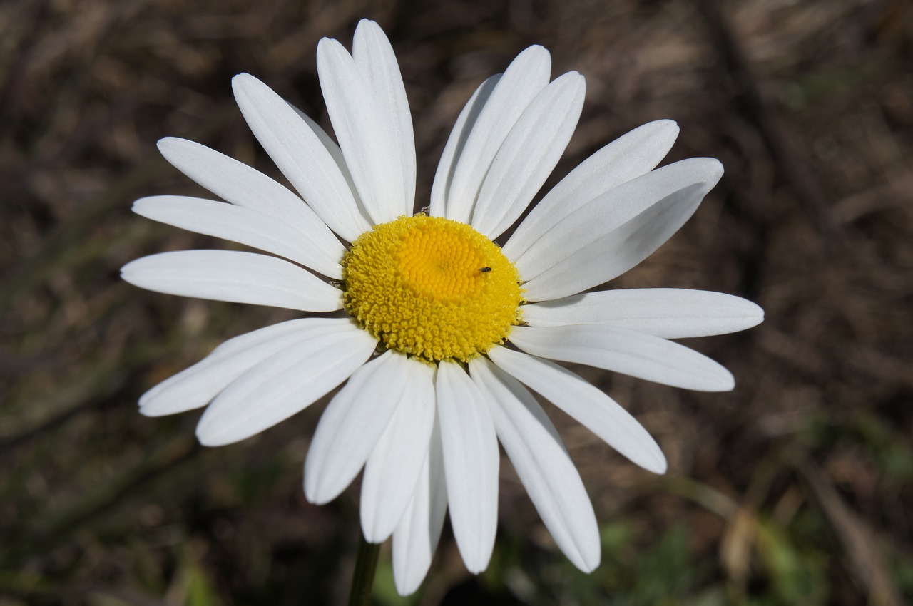 flower daisy blossom free photo