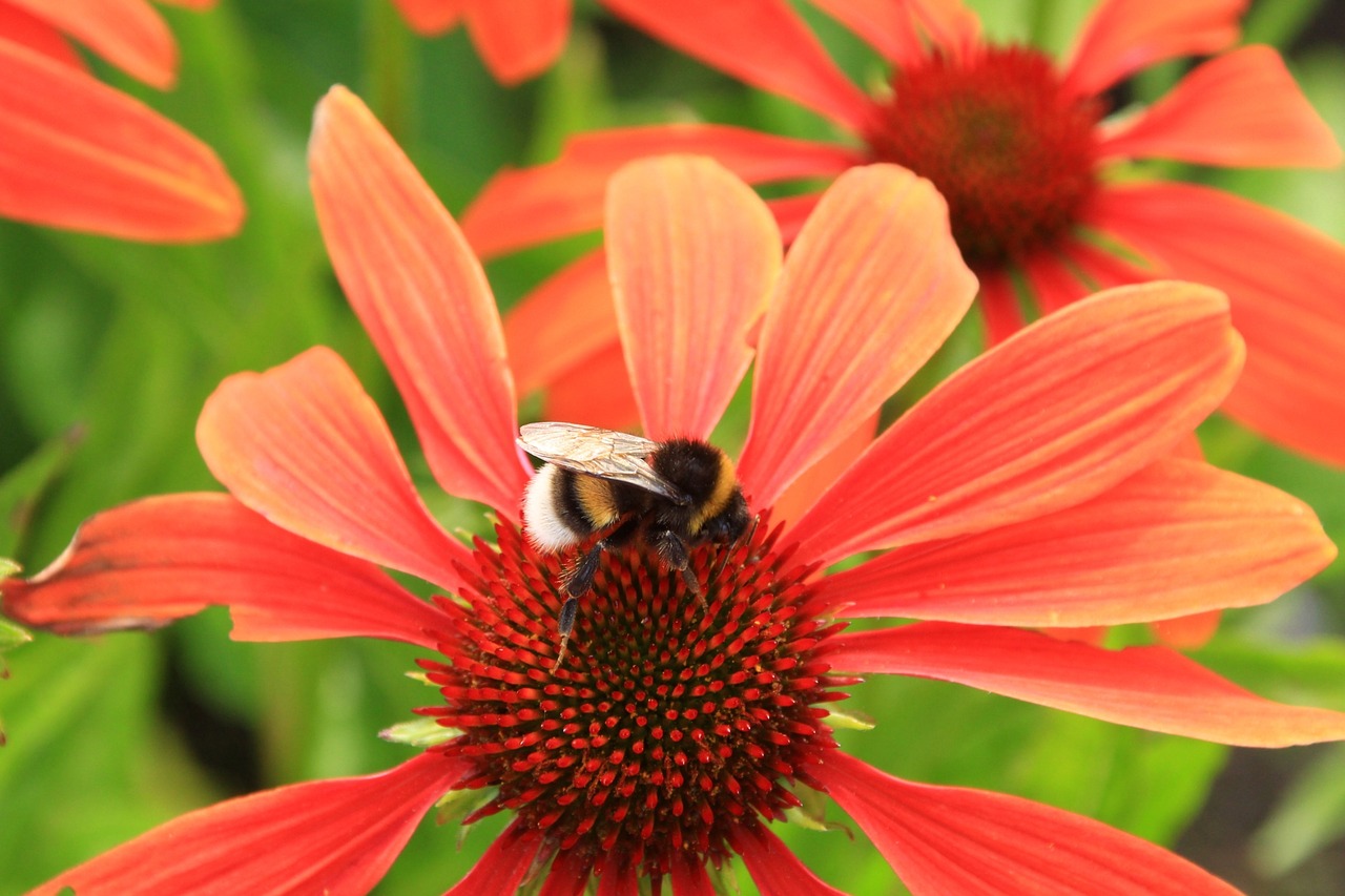 flower red bee free photo