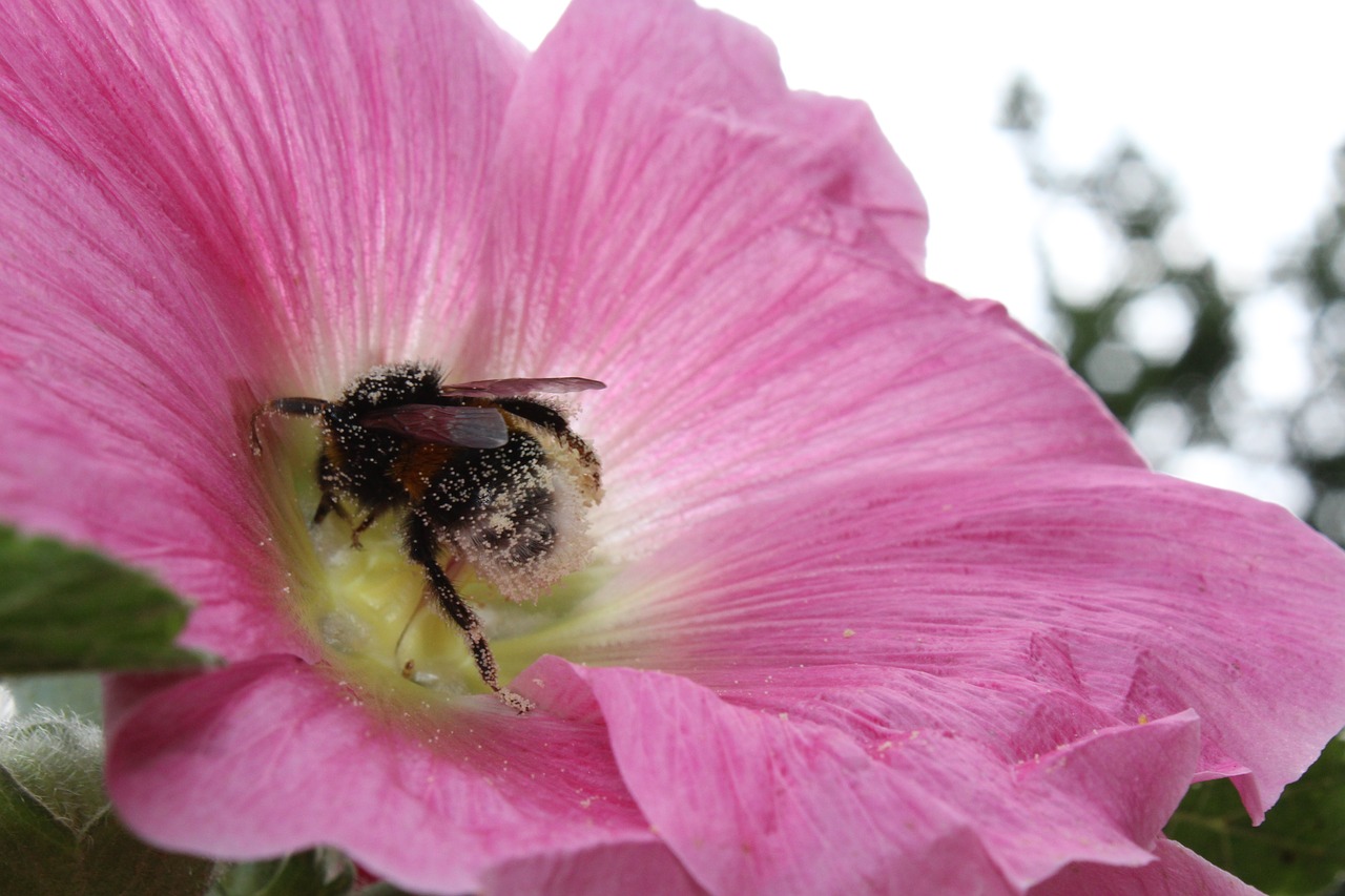 flower hollyhock in free photo