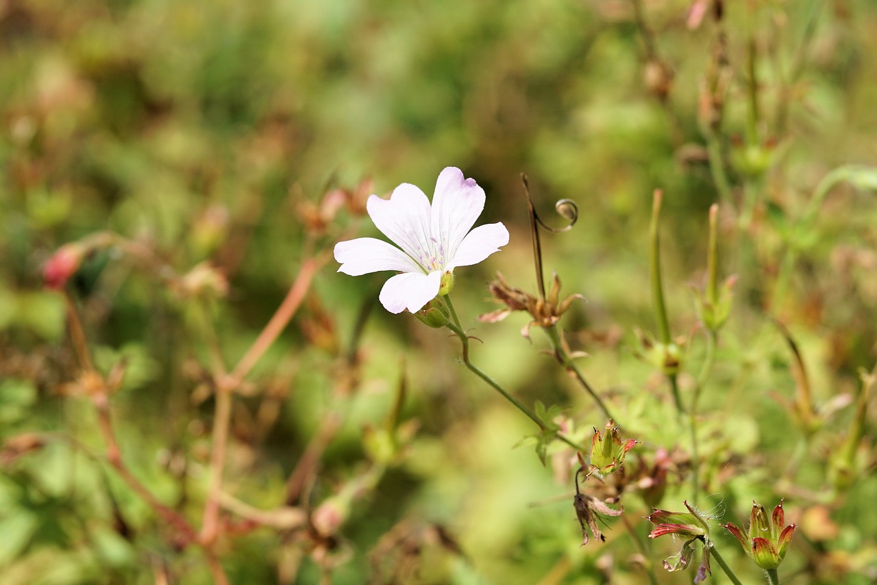 flower blossom bloom free photo