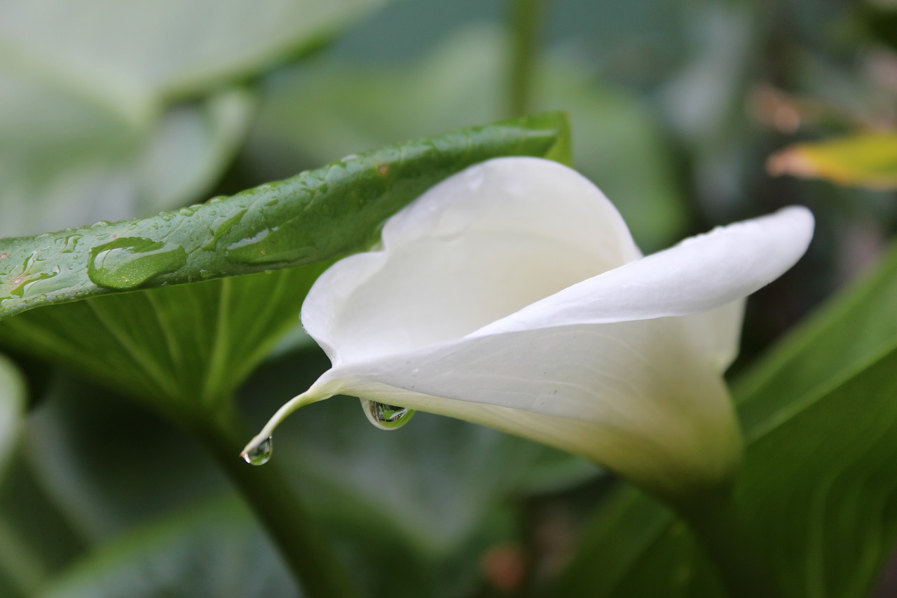 flower white blossom free photo