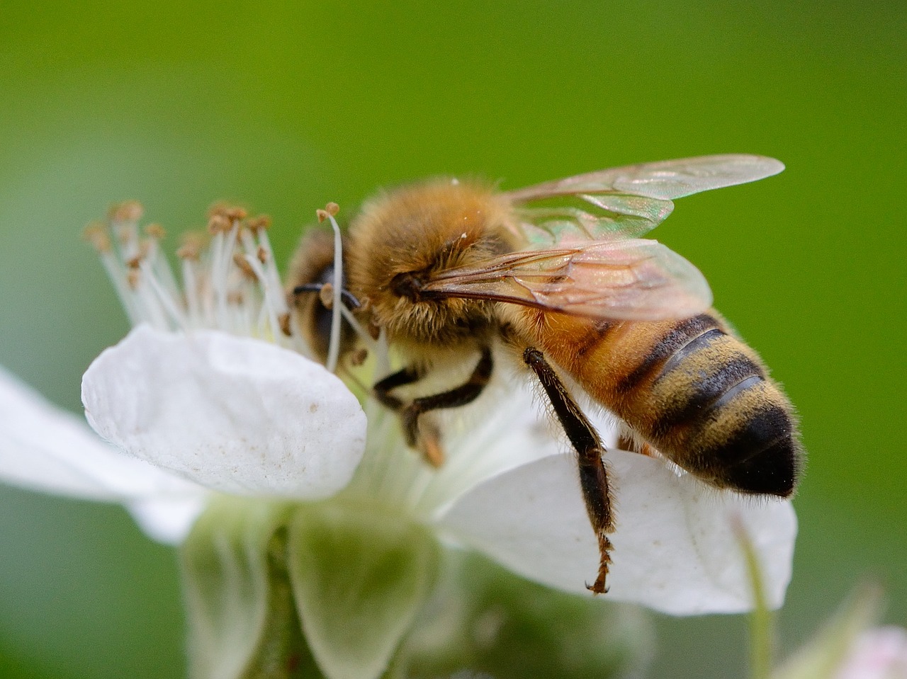 flower bee pollination free photo