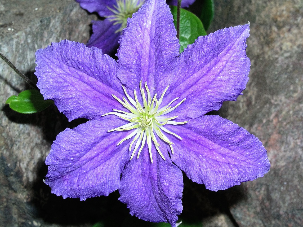 flower bloom clematis free photo