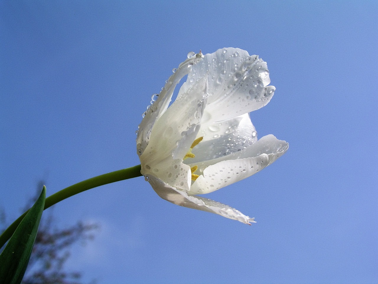 flower bloom tulip free photo