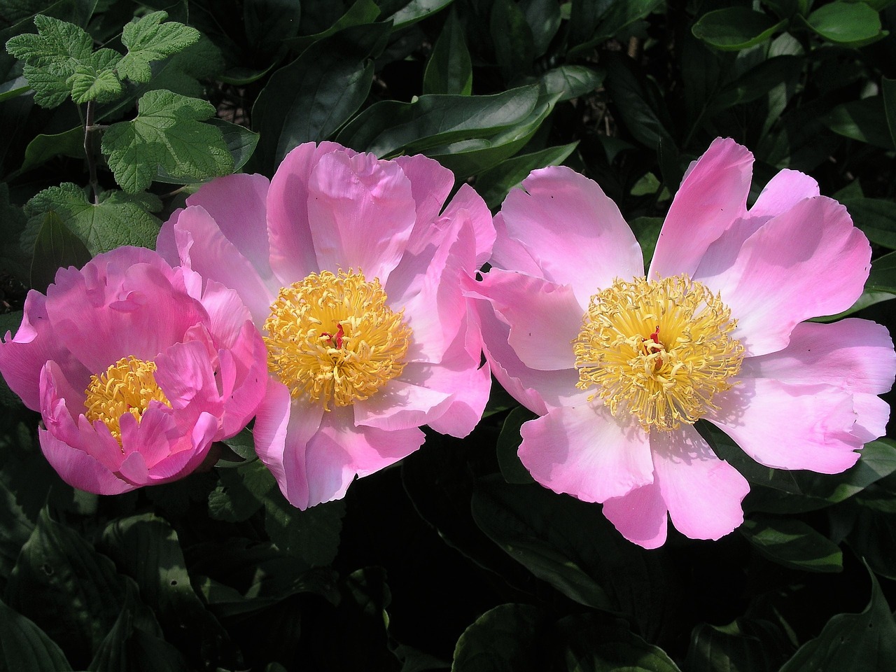 flower bloom pink free photo