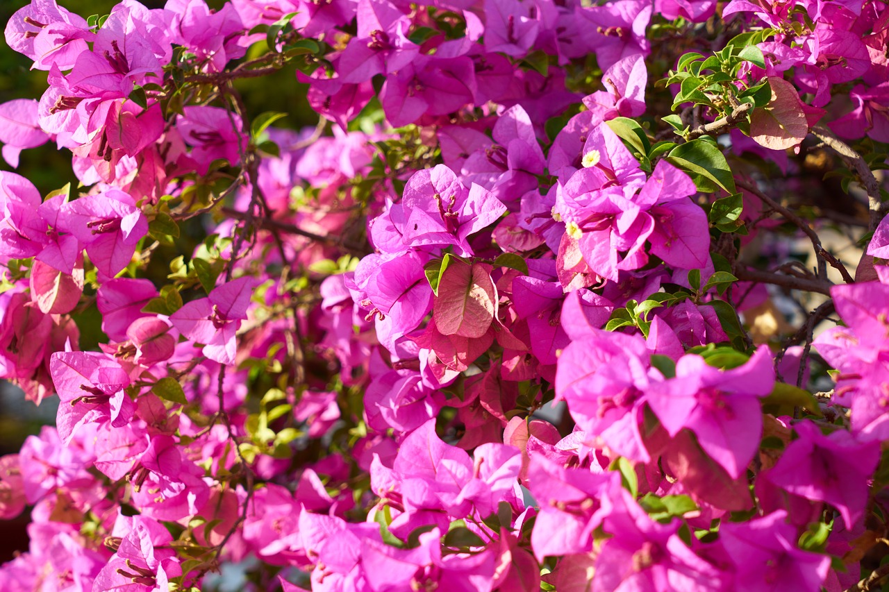 flower purple spring free photo