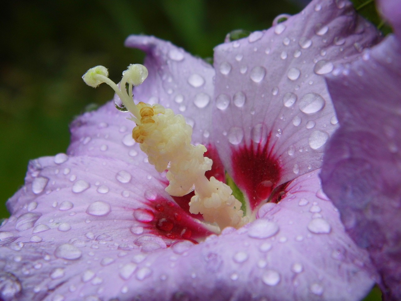 flower nature closeup free photo