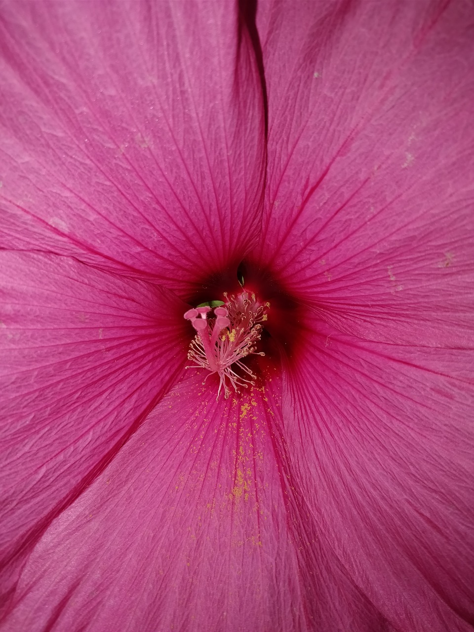 flower pink big free photo