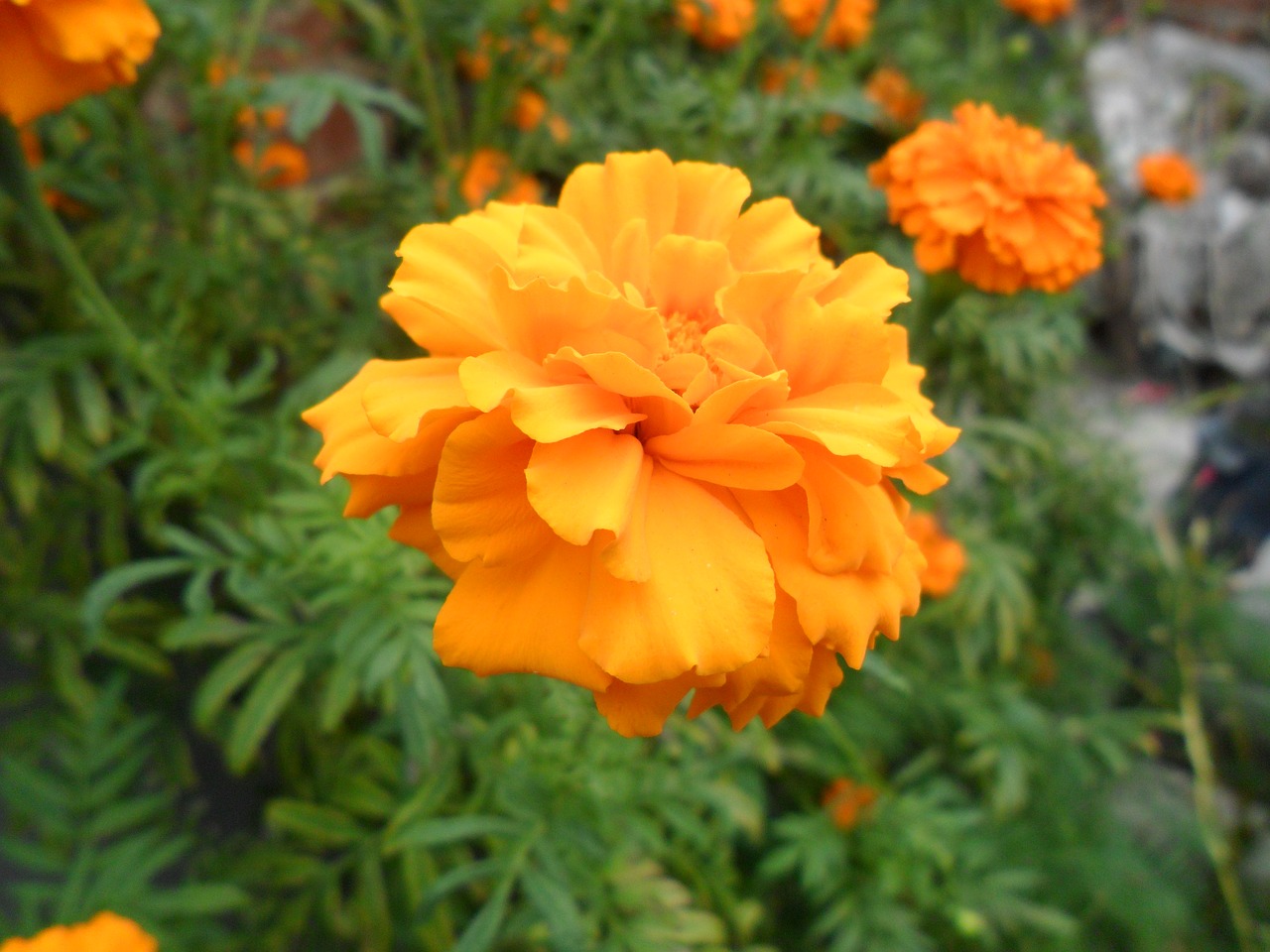 flower orange summer free photo