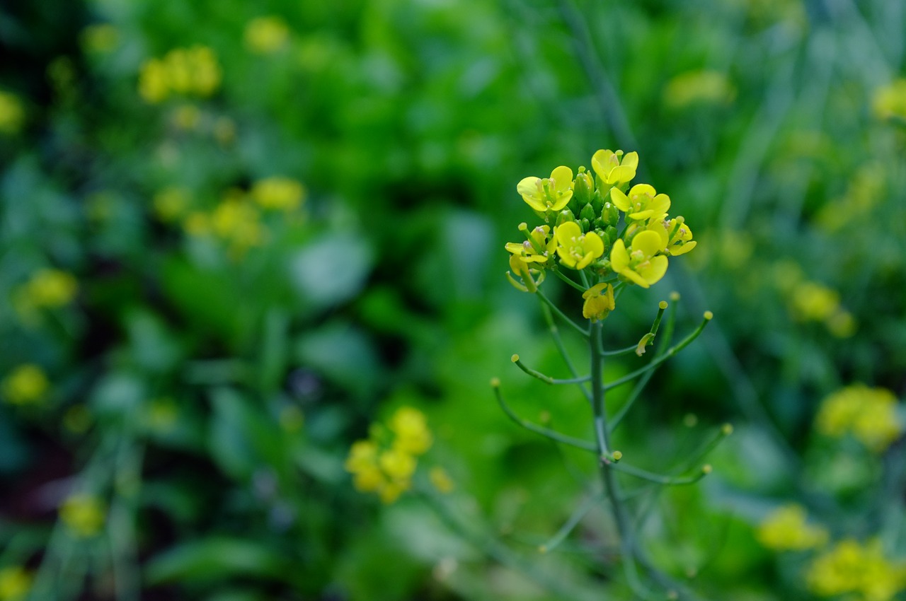 flower yellow spring free photo