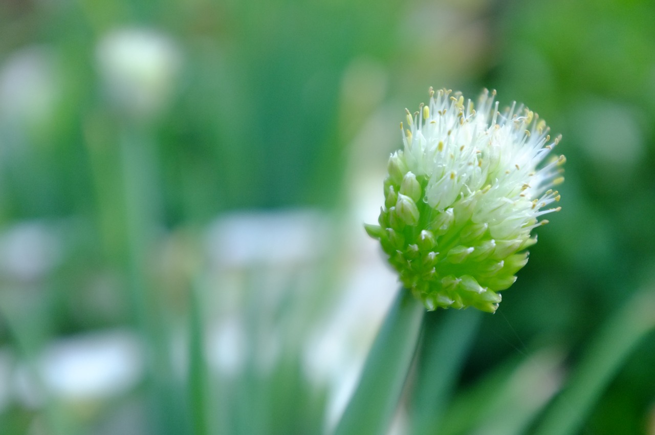 flower green fresh free photo