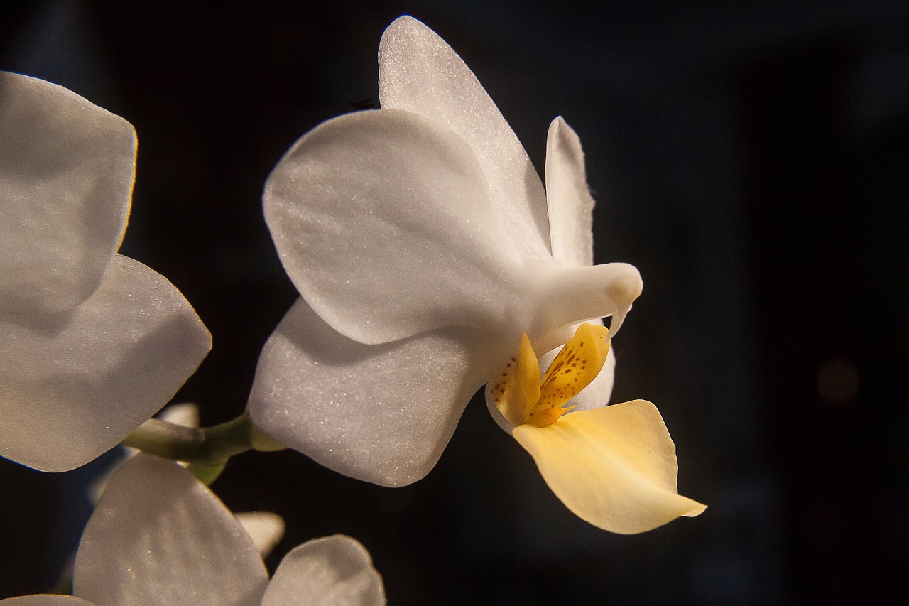 flower orchid white free photo