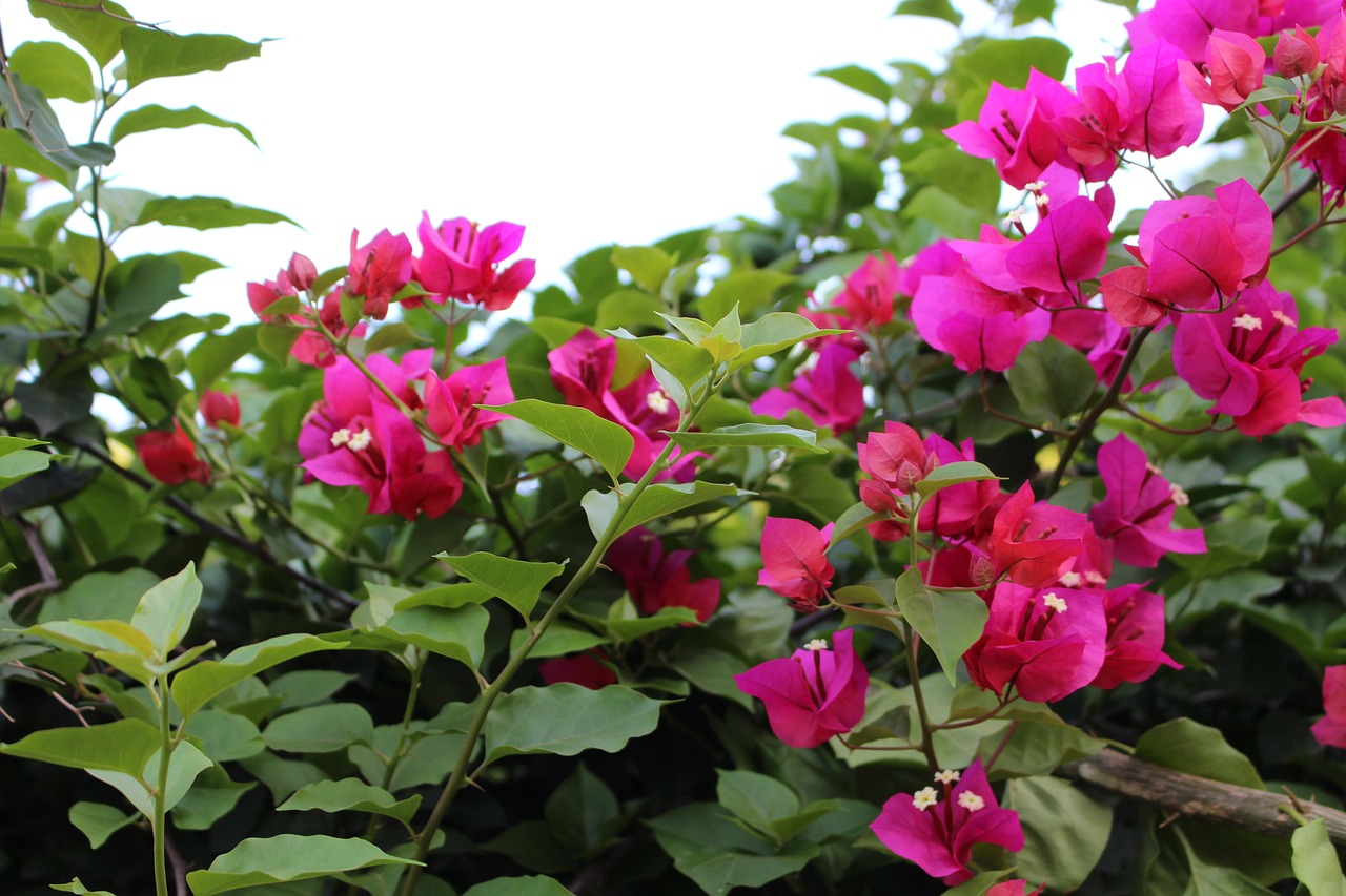 flower bougainvillea bright free photo