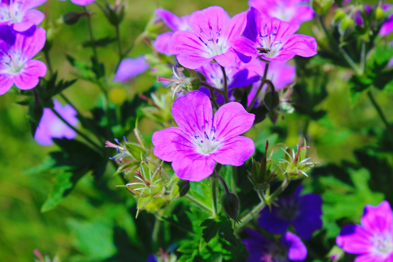 flower beautiful purple free photo