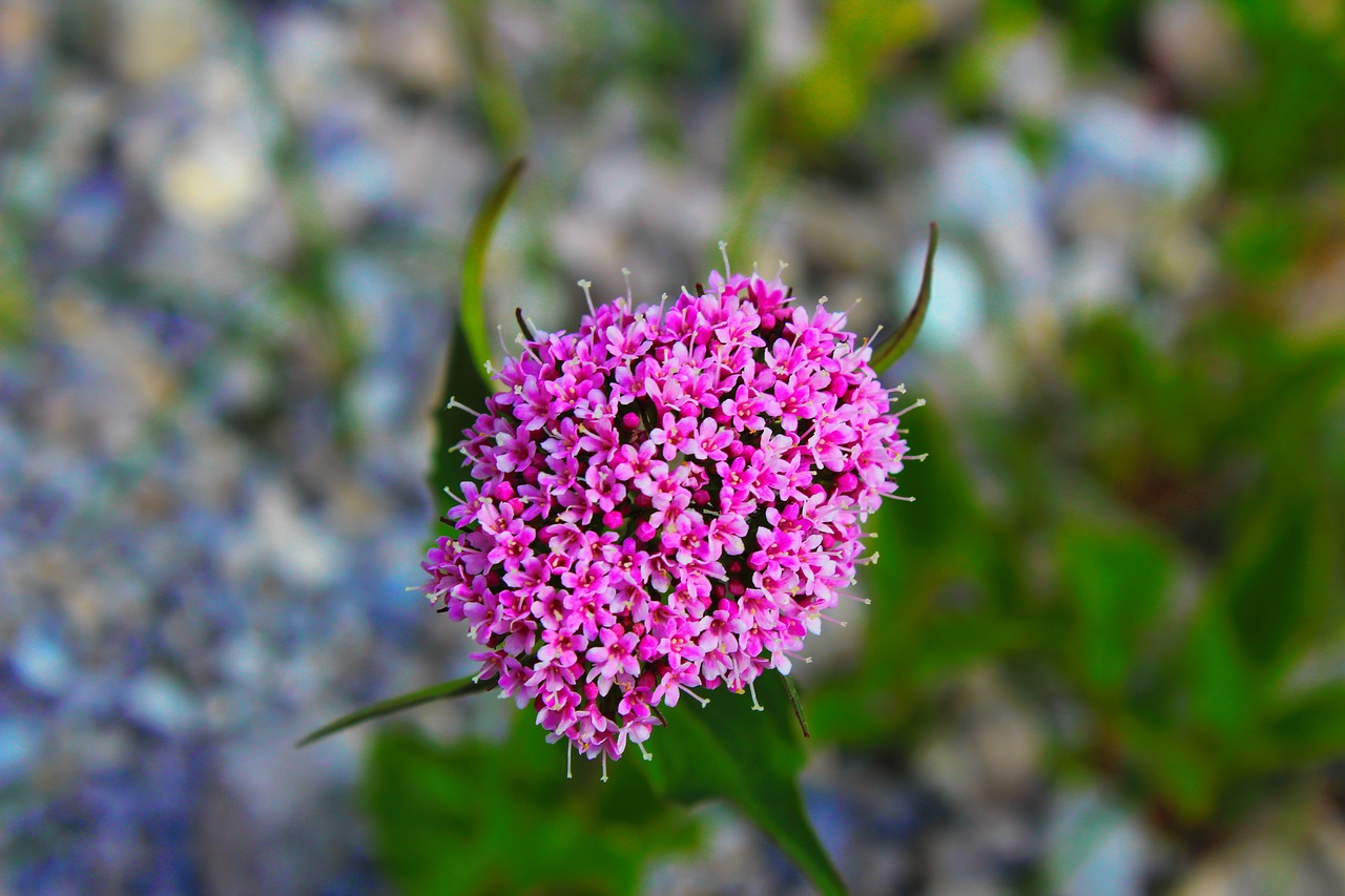 flower beautiful pretty free photo