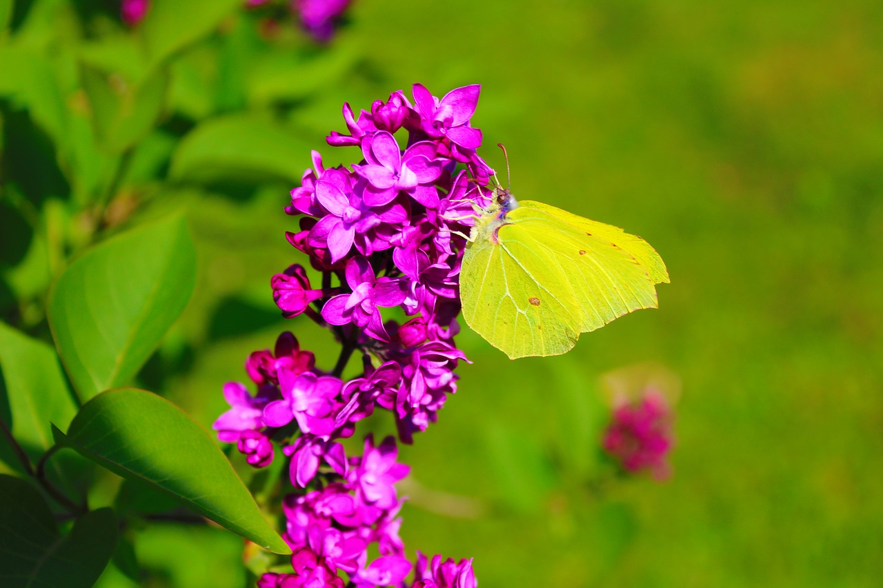 flower butterfly blossom free photo