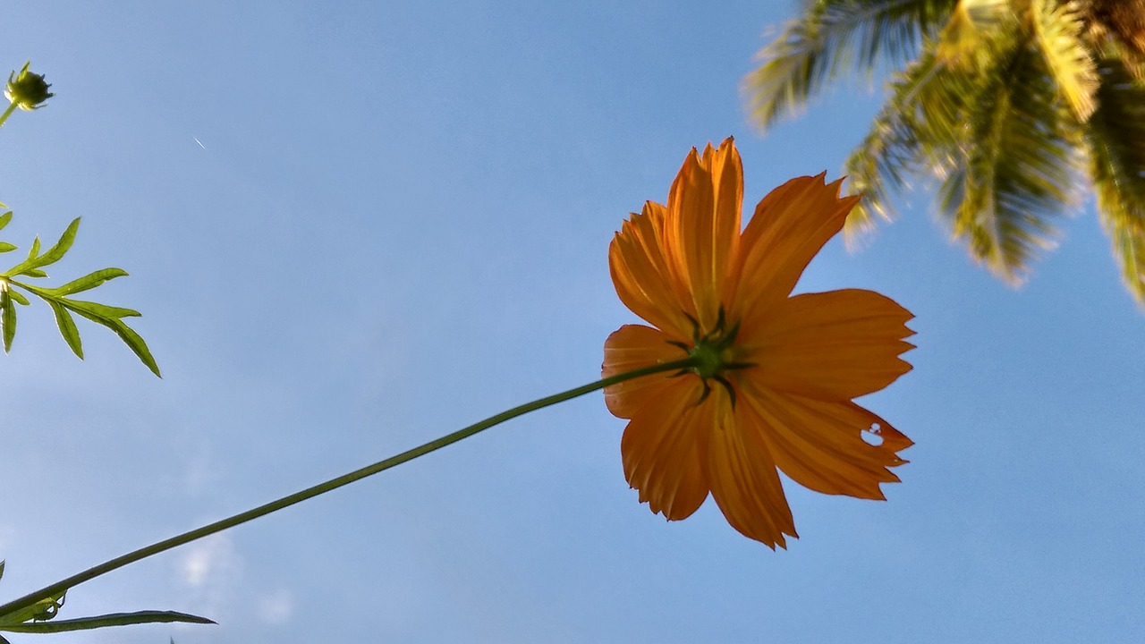 flower sky blue sky free photo