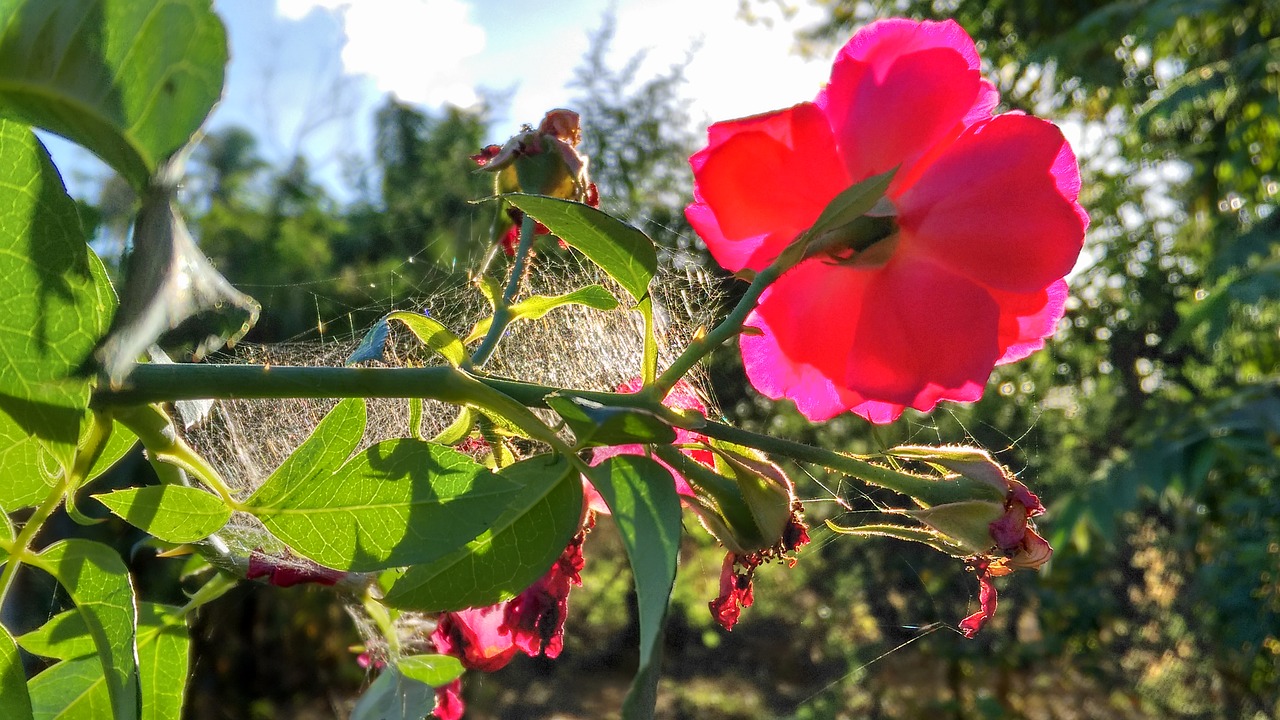 flower sky blue sky free photo