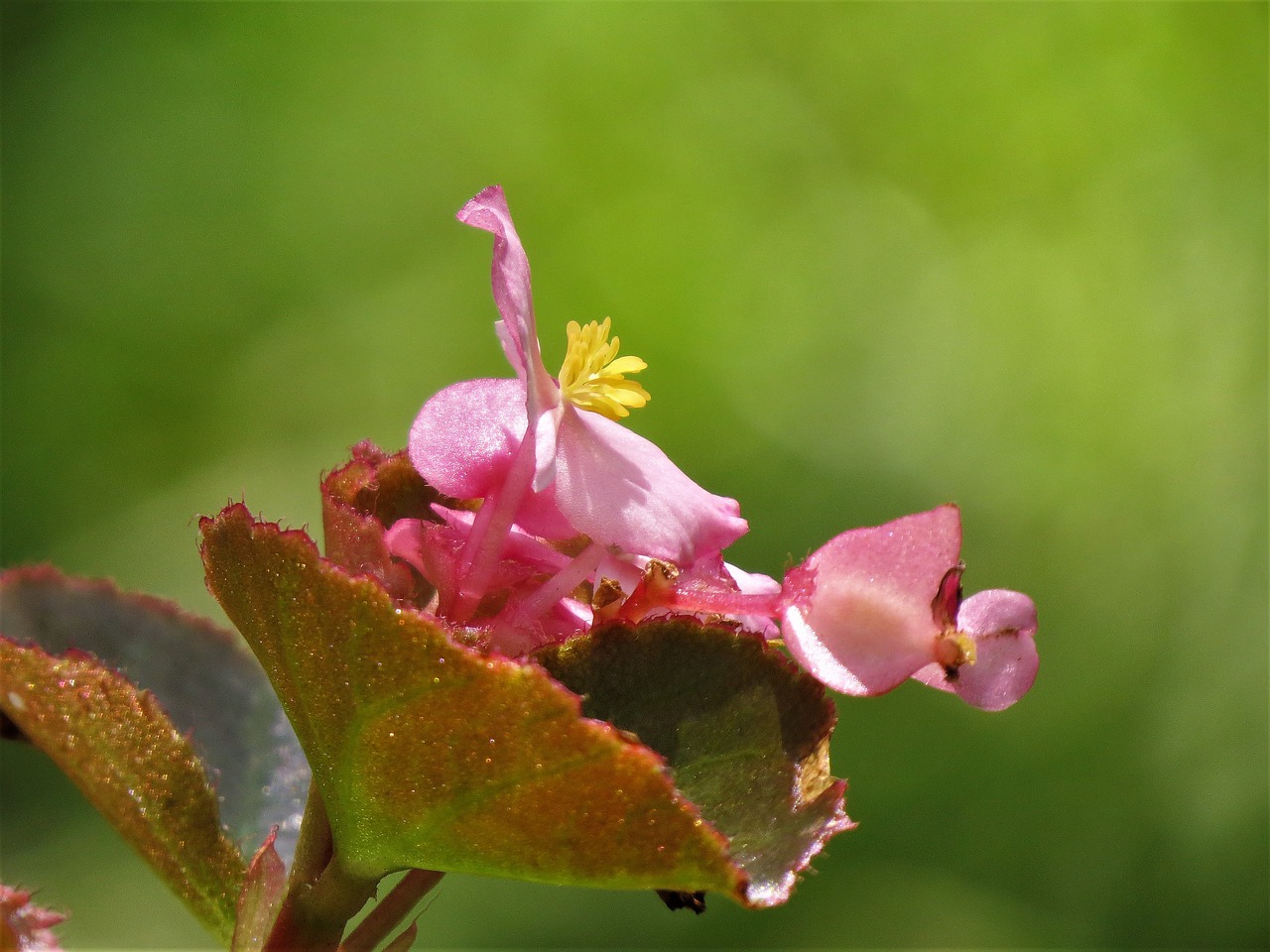 flower pink yellow free photo