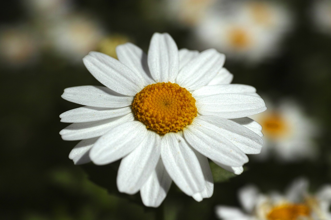 flower daisy white free photo