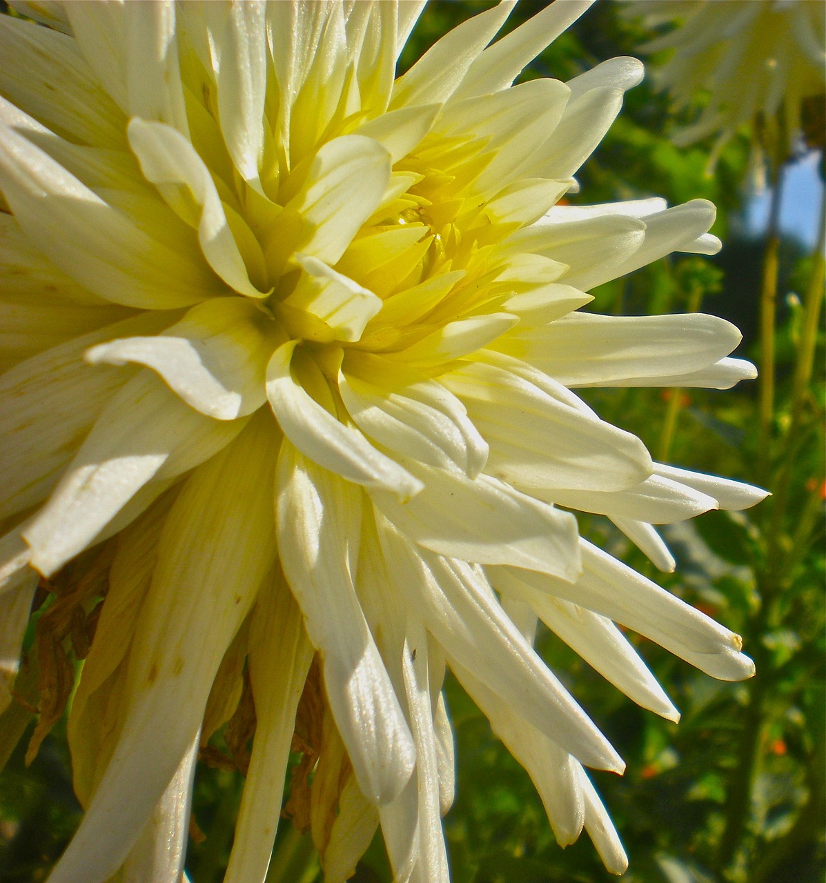 flower white summer free photo