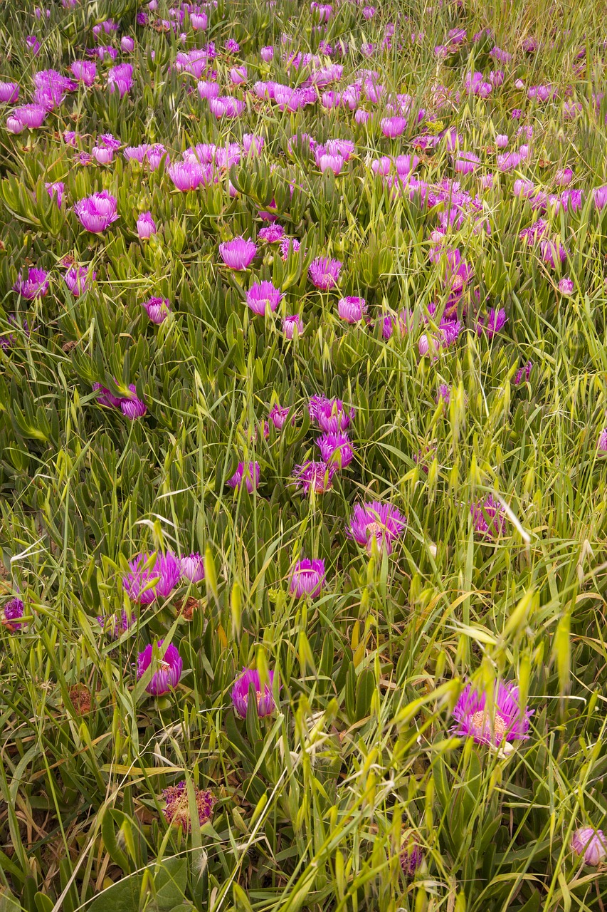 flower macro purple free photo