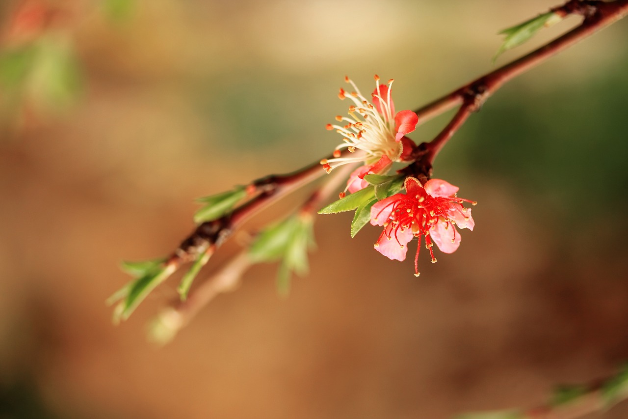 flower branch spring free photo