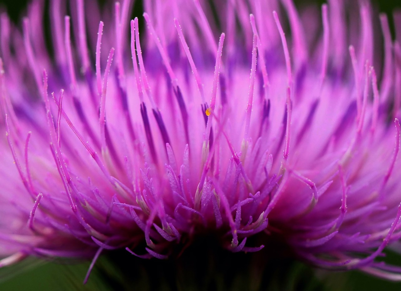 blossom bloom macro free photo