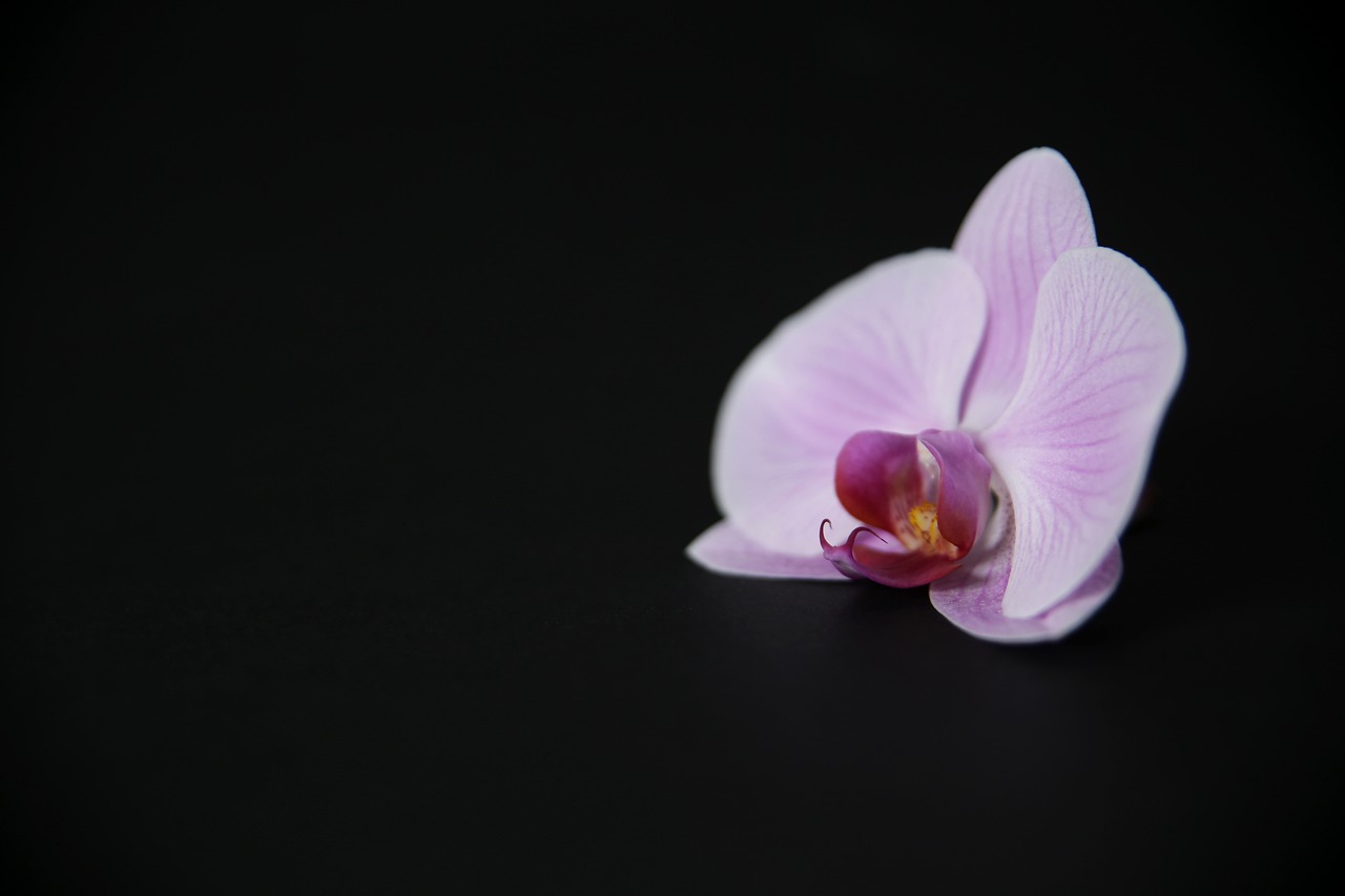 flower orchid blossom free photo