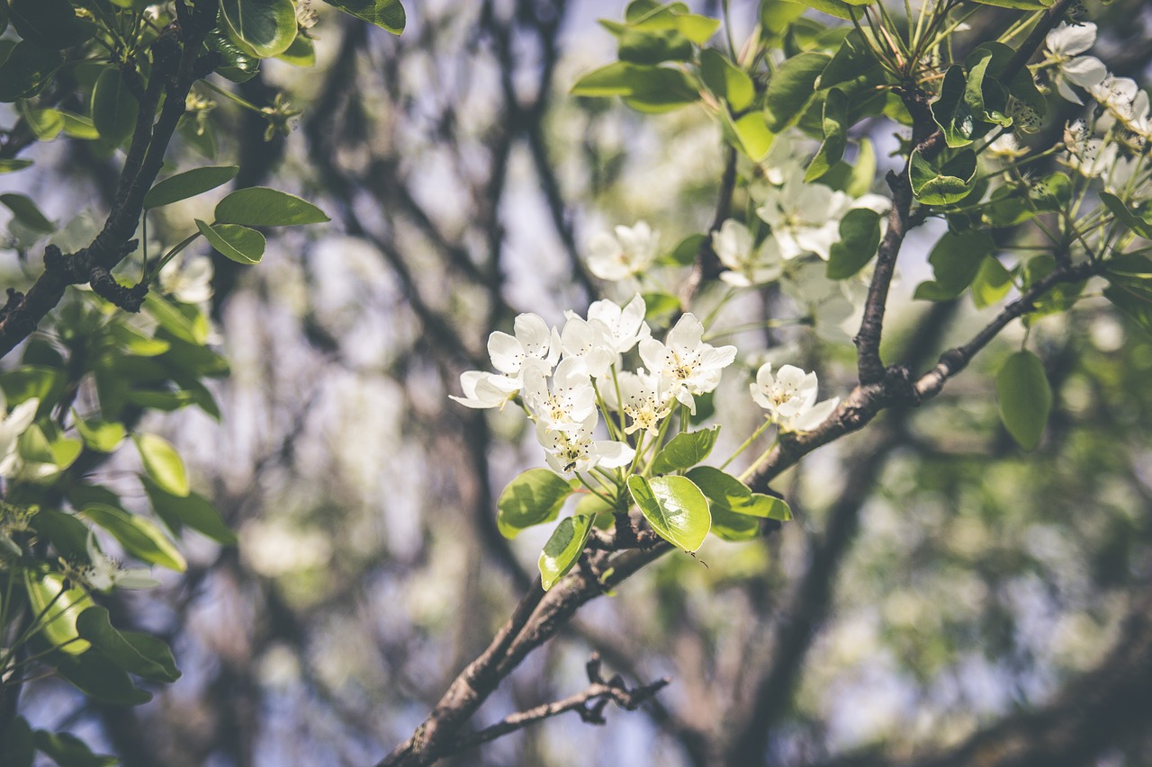 flower white petal free photo