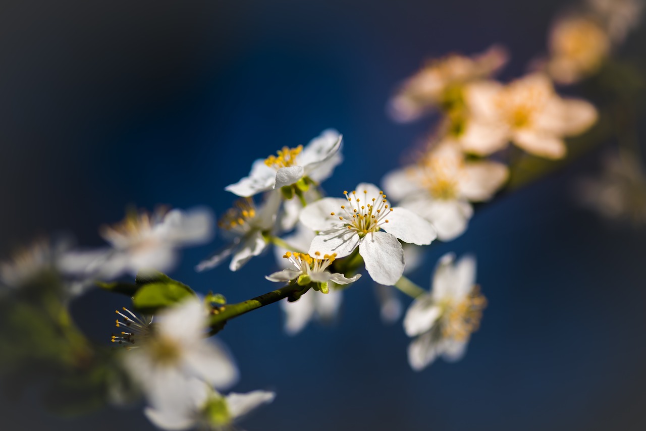 flower white petal free photo