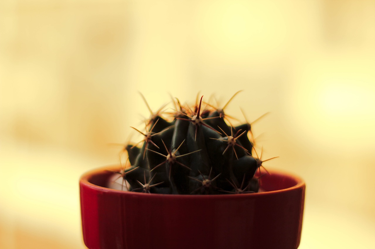 flower pot cactus free photo